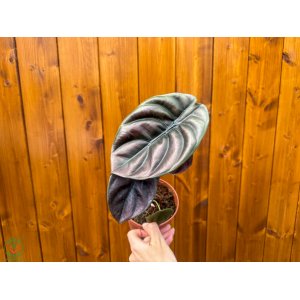 Alokázia cuprea (Alocasia cuprea) ´RED SECRET´ - výška 20-30 cm, kont. C1L - DRUHÁ ŠANCA